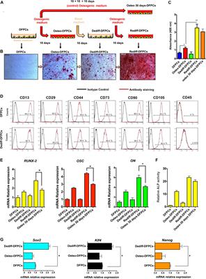 A Dedifferentiation Strategy to Enhance the Osteogenic Potential of Dental Derived Stem Cells